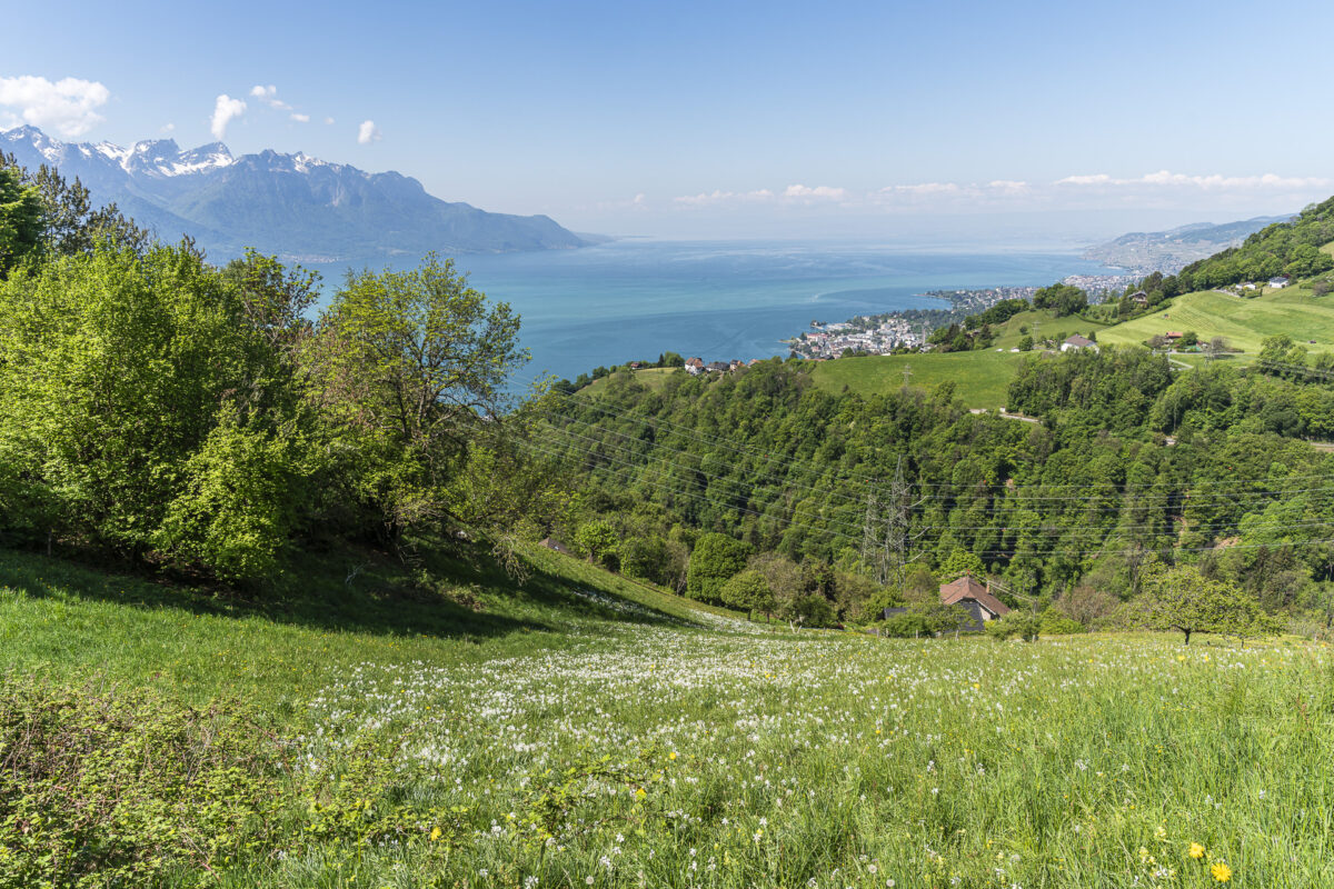 Narzissenfeld in Glion