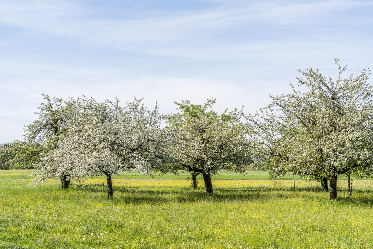 Obstbäume
