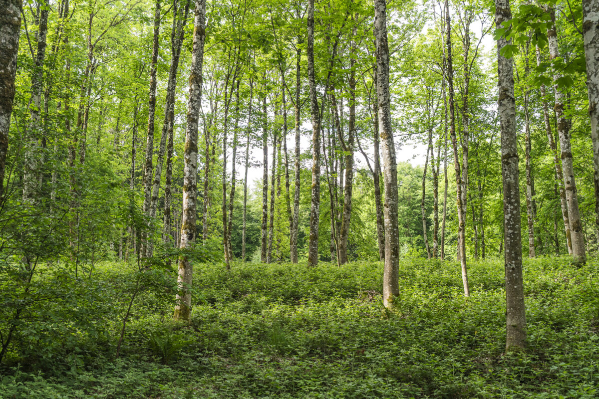 Wald im Limmattal mit Birken