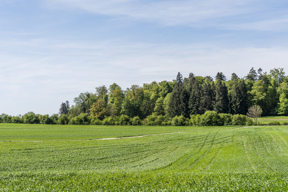Kulturlandschaft im Weinland