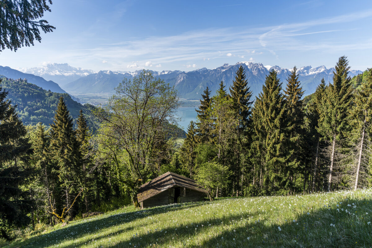 Narzissenfeld in les Avants