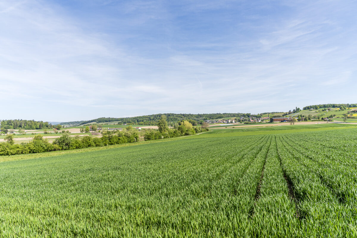 Blick auf Trüllikon