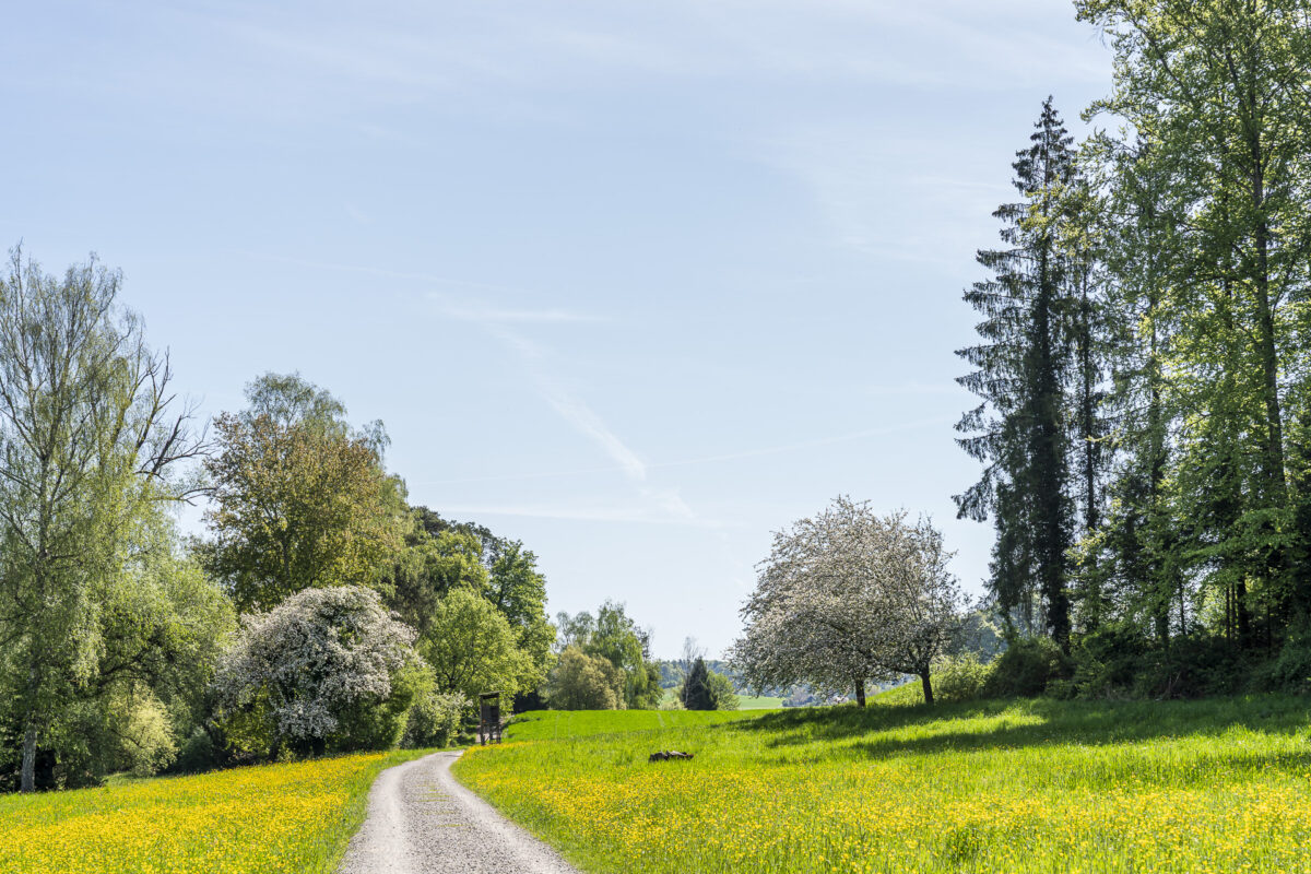 Wanderweg am Husemersee