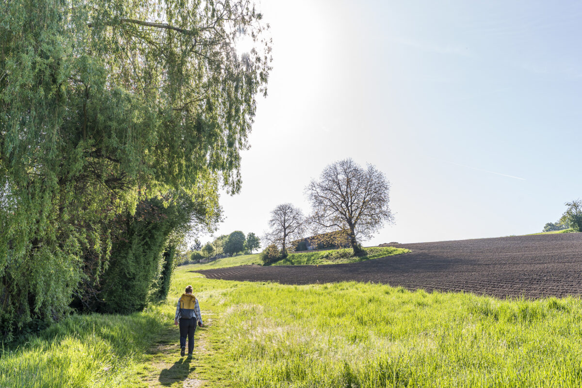 Wandern im Zürcher Weinland