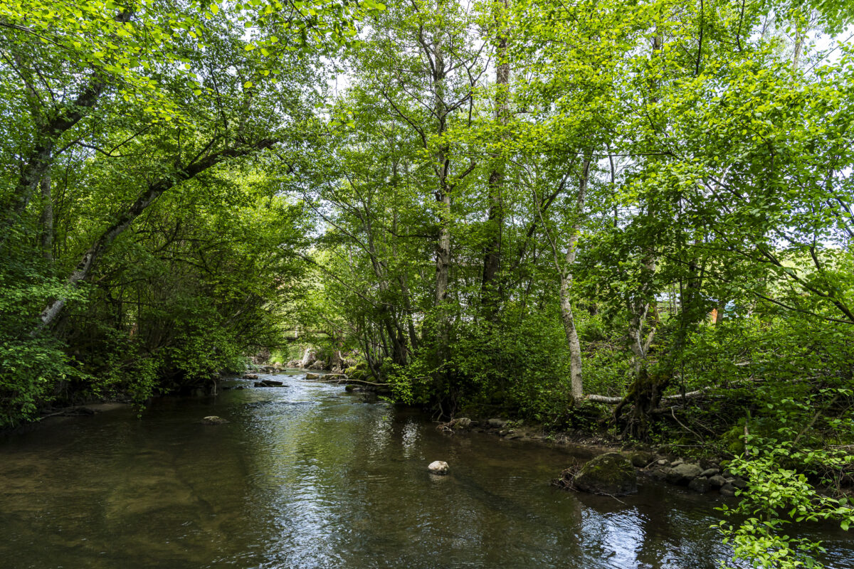 Bach Bivouc dans les arbres
