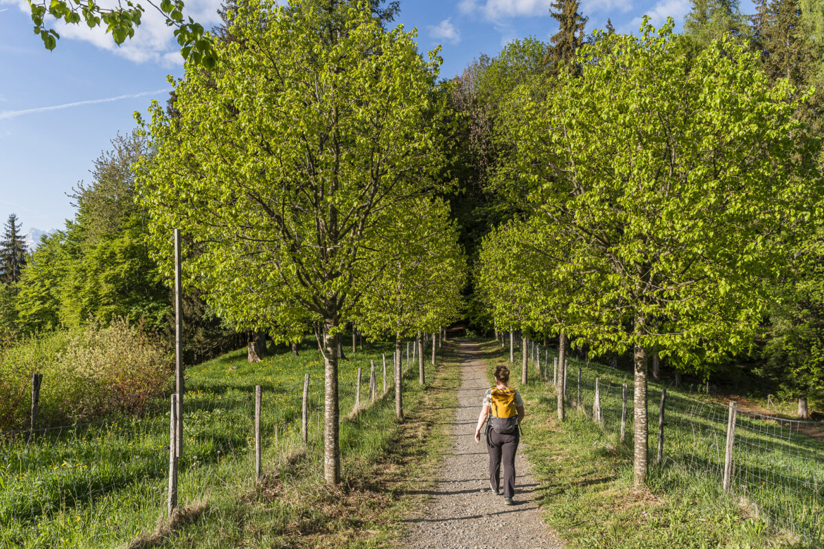 Narzissenweg in Les Avants