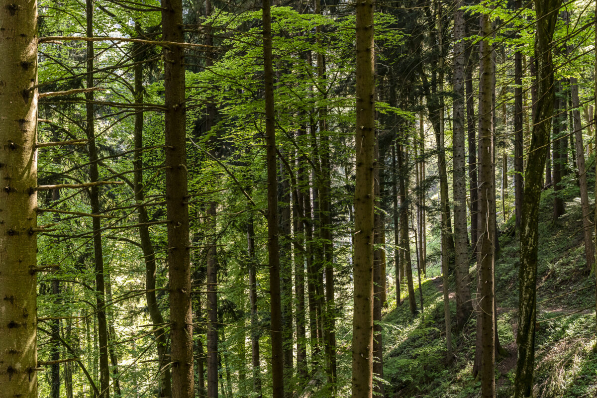 Waldweg Caux