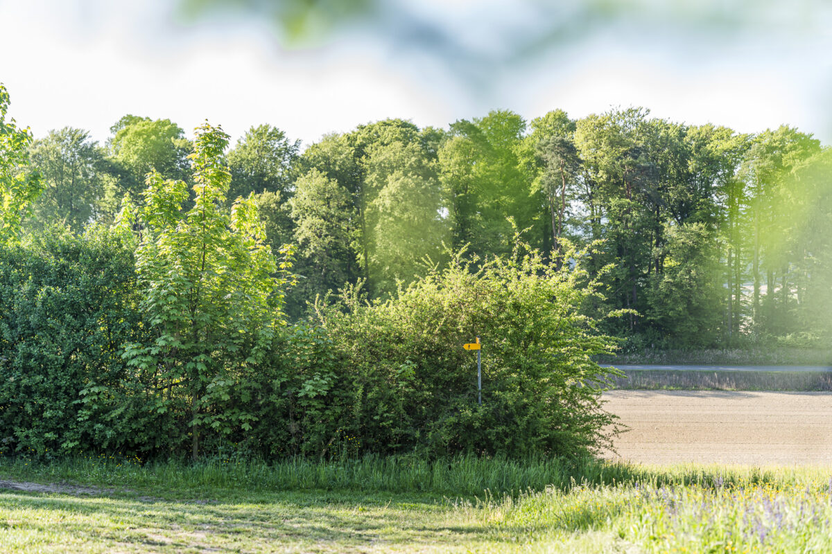 Wanderwege im Weinland