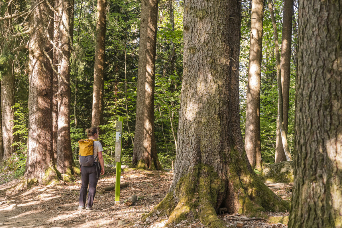 Les Avants Chemin des Narcisses