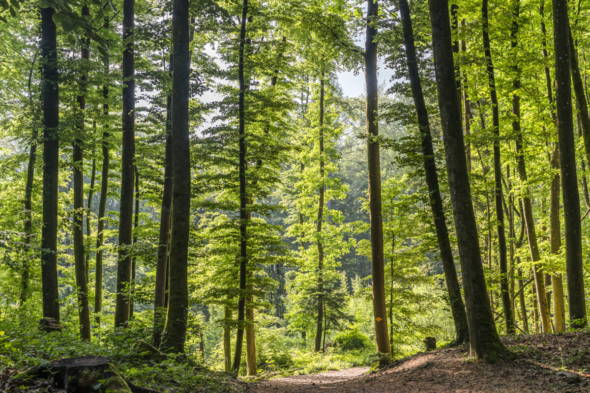 Wald Baden