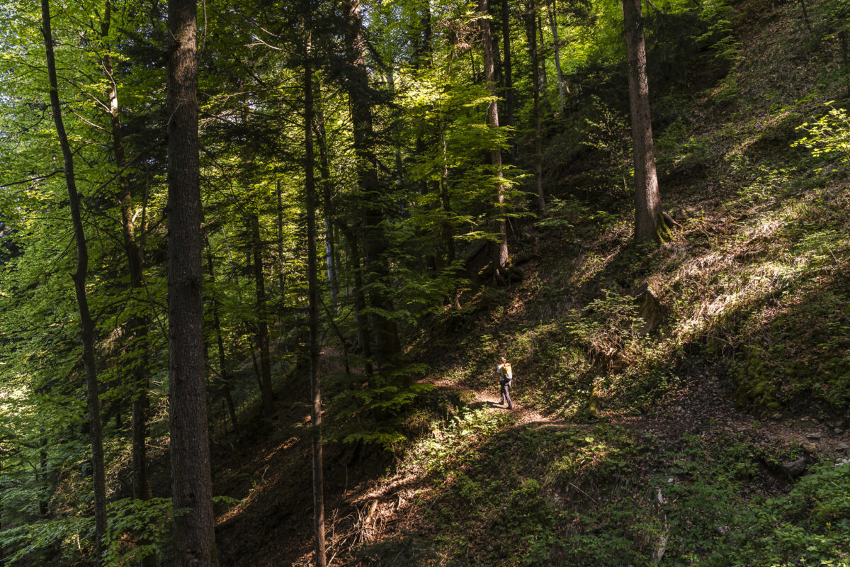 Wanderung bei Glion im Wald