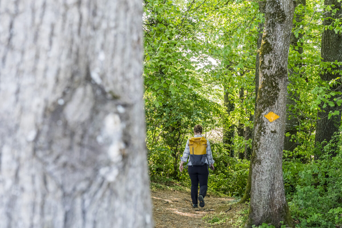 Wanderweg im Wald