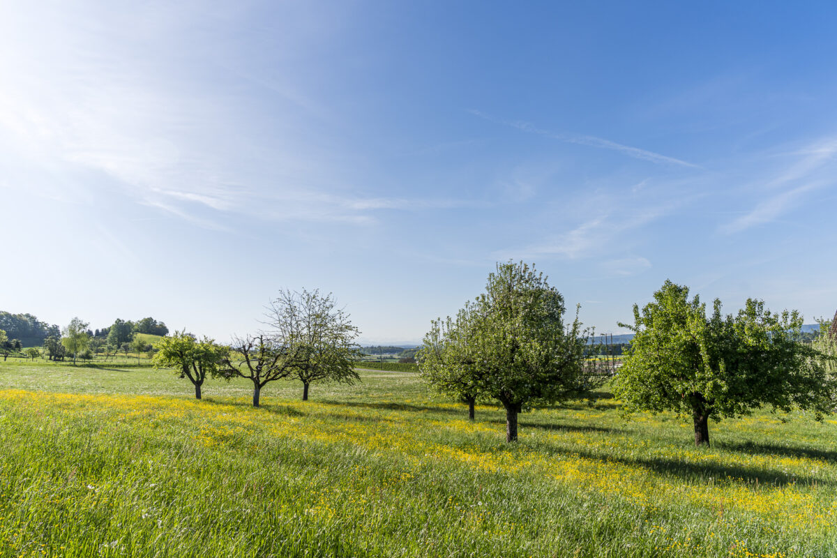 Obstbäume im Weinland