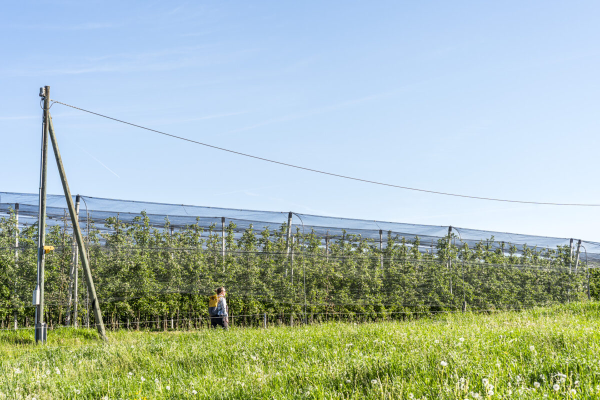 Rebenlandschaft