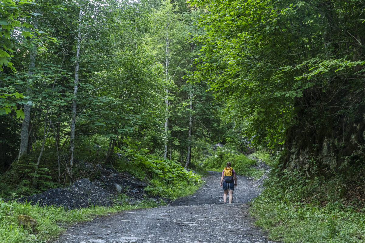 Wanderweg im Wald