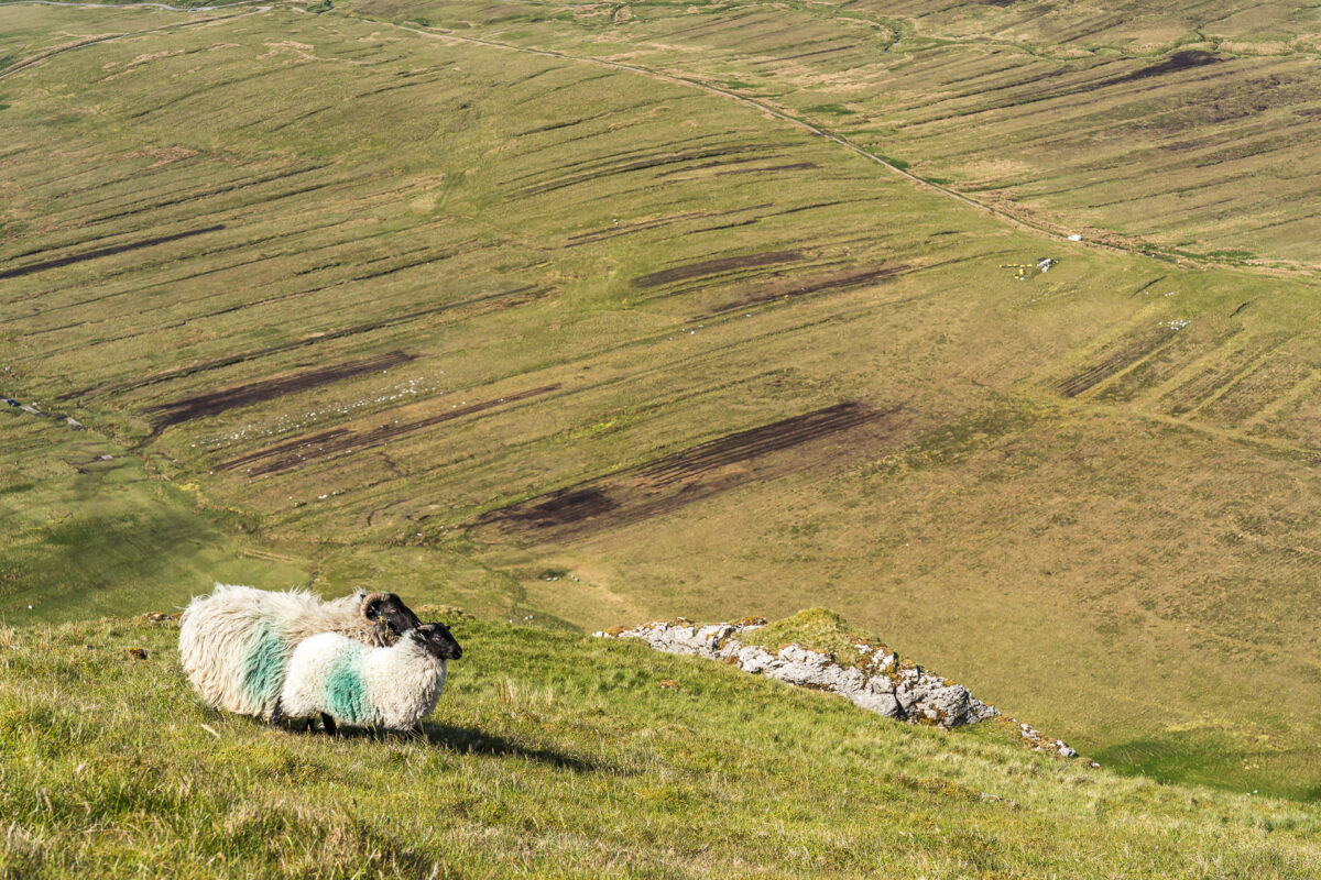 Schafe in Irland