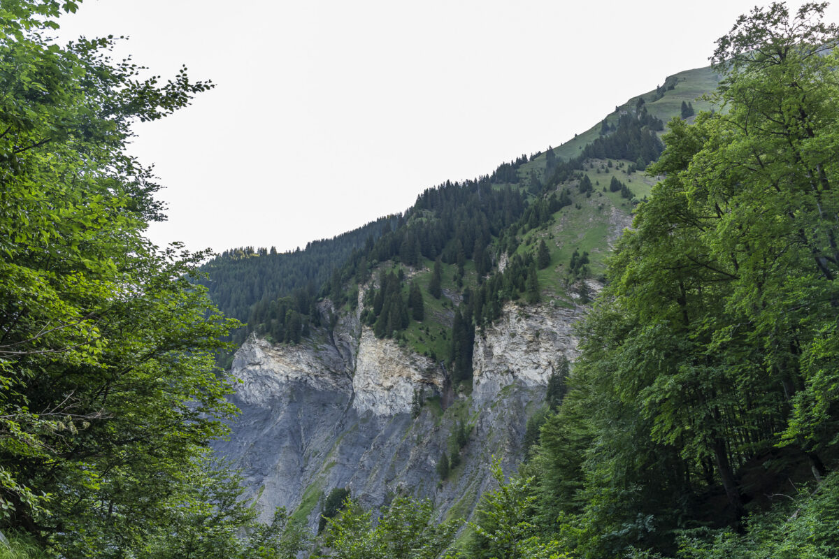 Gufertal Weisstannen