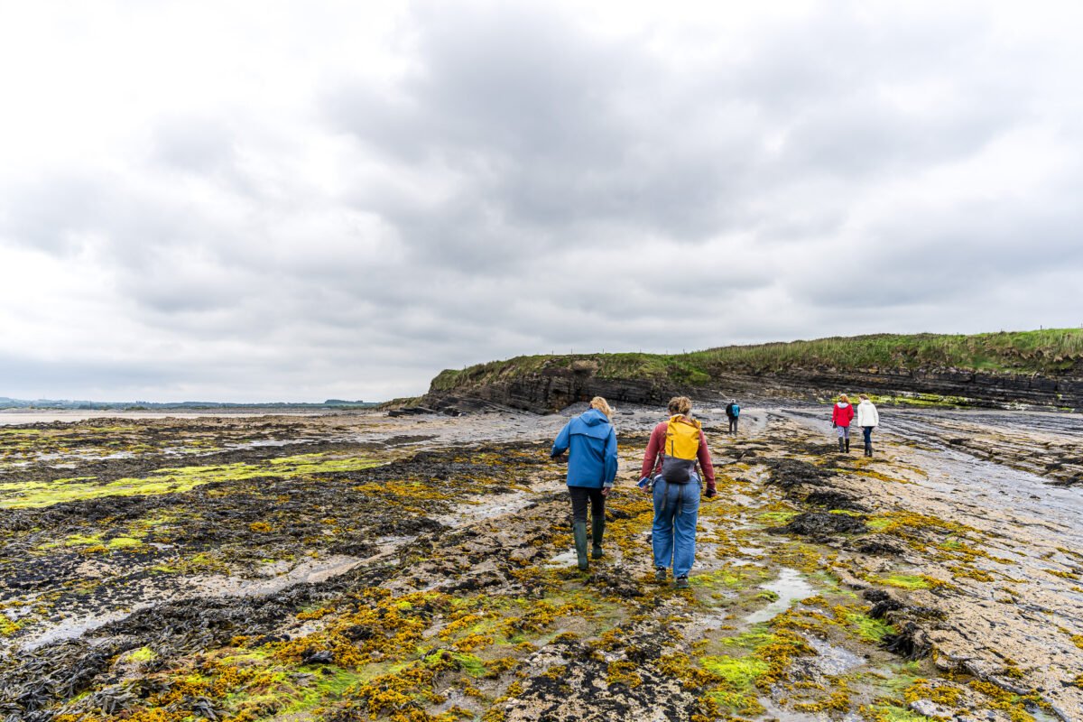Algenspaziergang in Irland