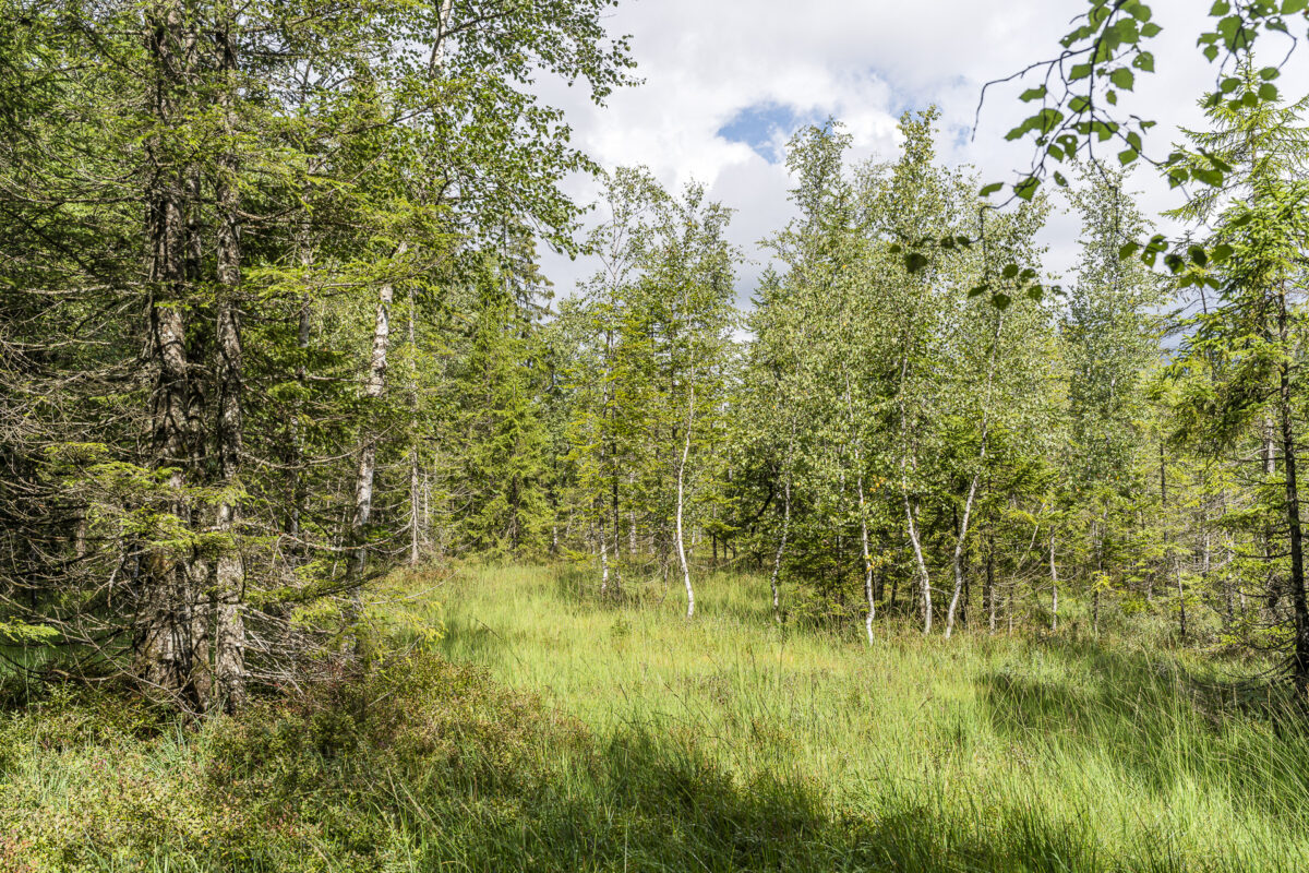 Fohramoos Hochmoor