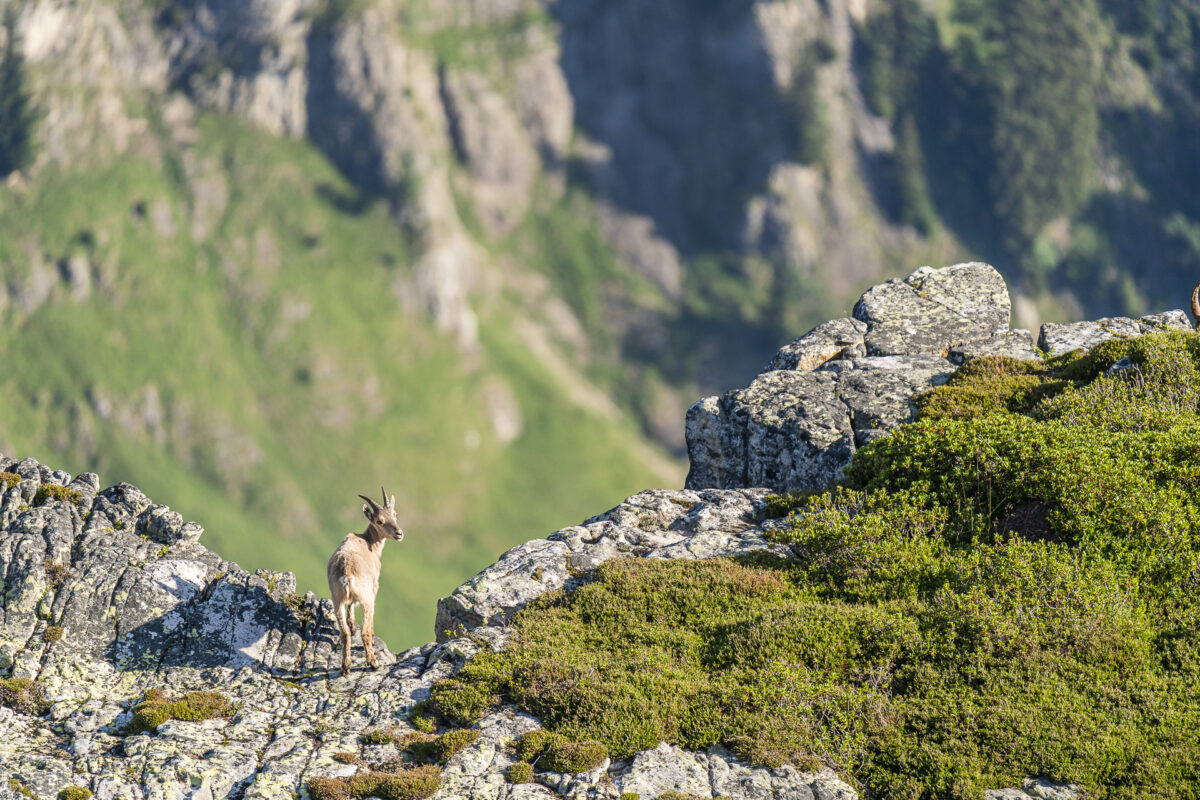 Steinbock