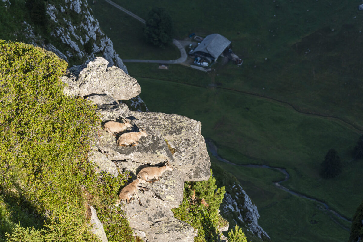 Ruhende Steingeissen