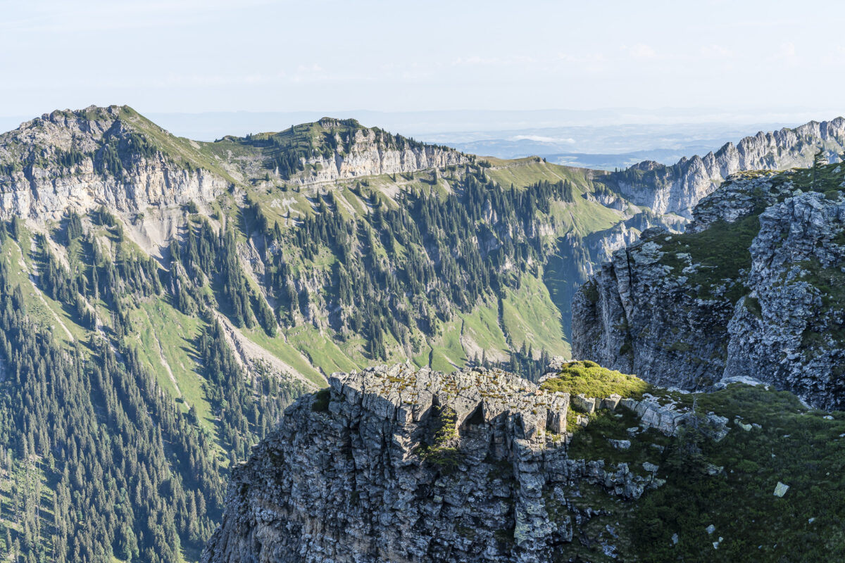 Wildbeobachtung am Niederhorn