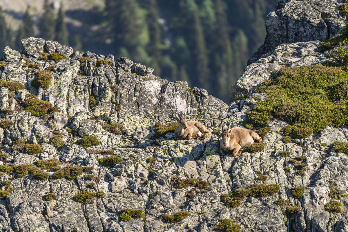 Steinwild am Niederhorn