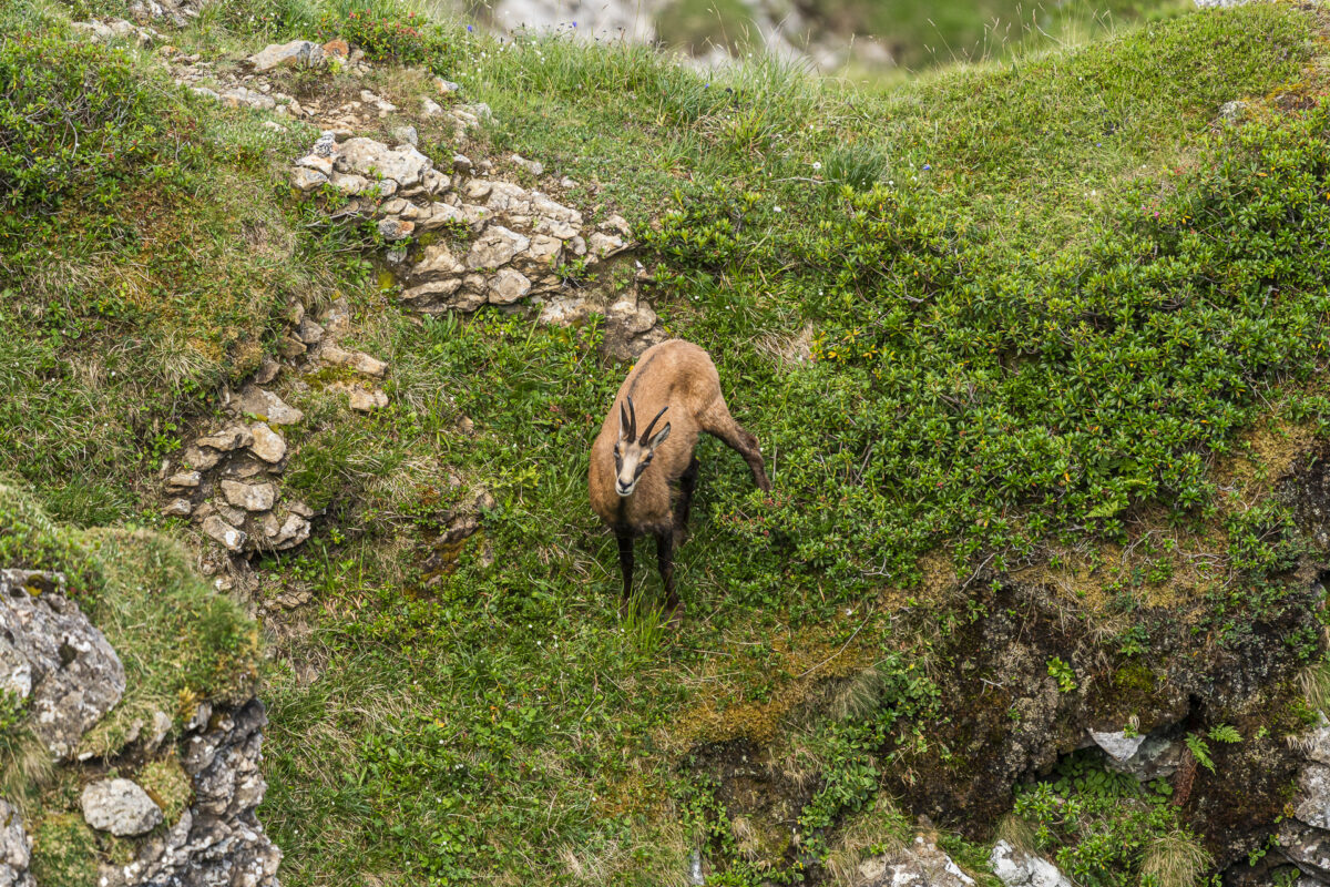 Gams am Niederhorn