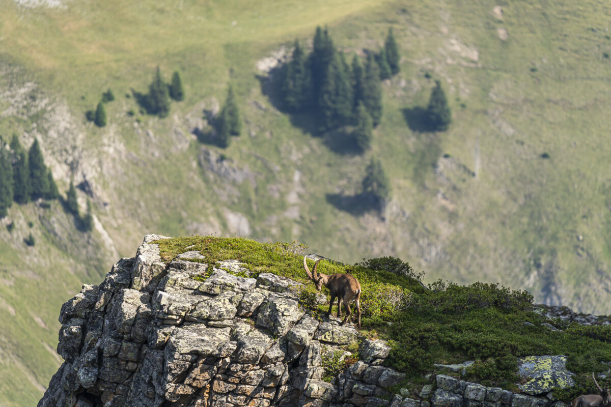 Steinbock beobachten