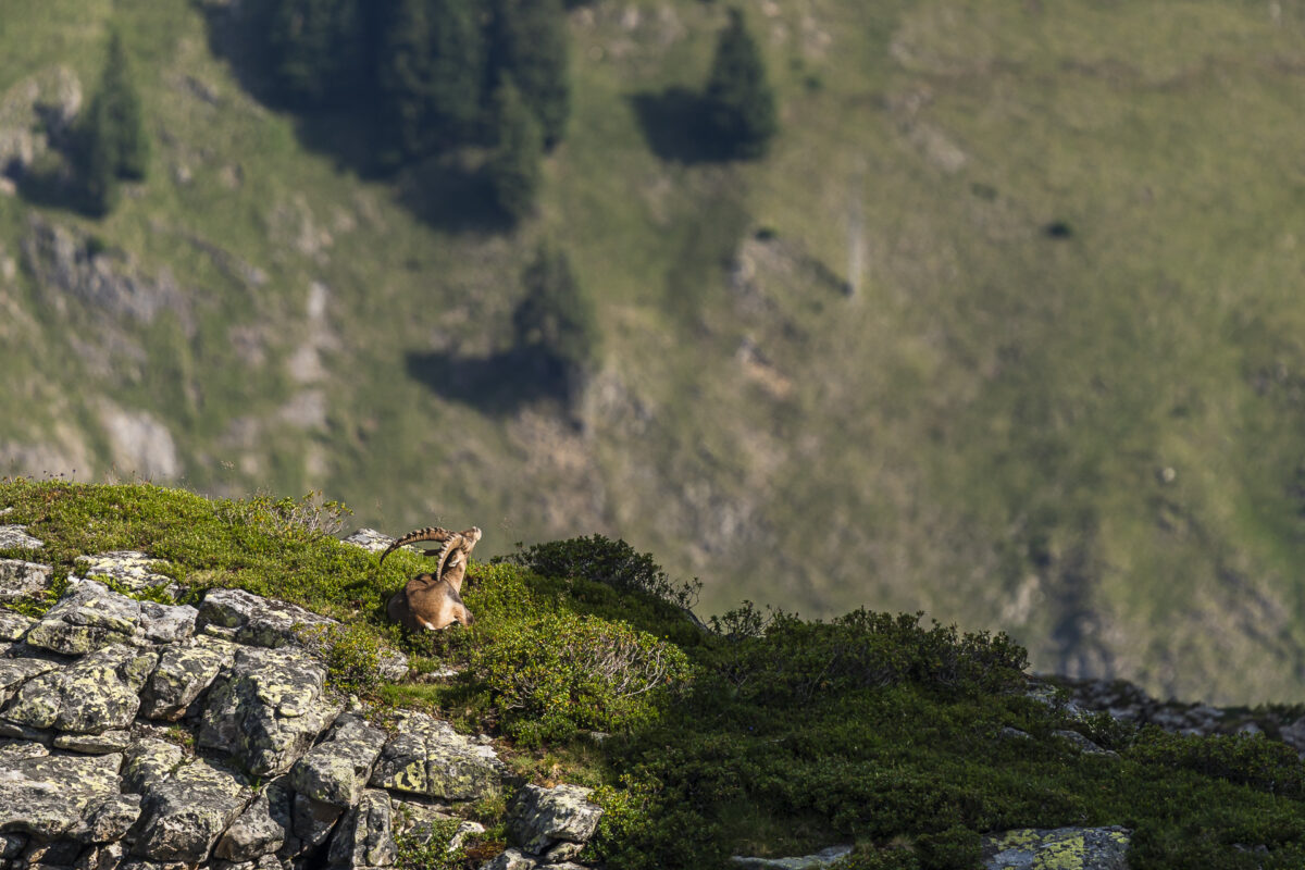 Steinbock im Berner Oberland