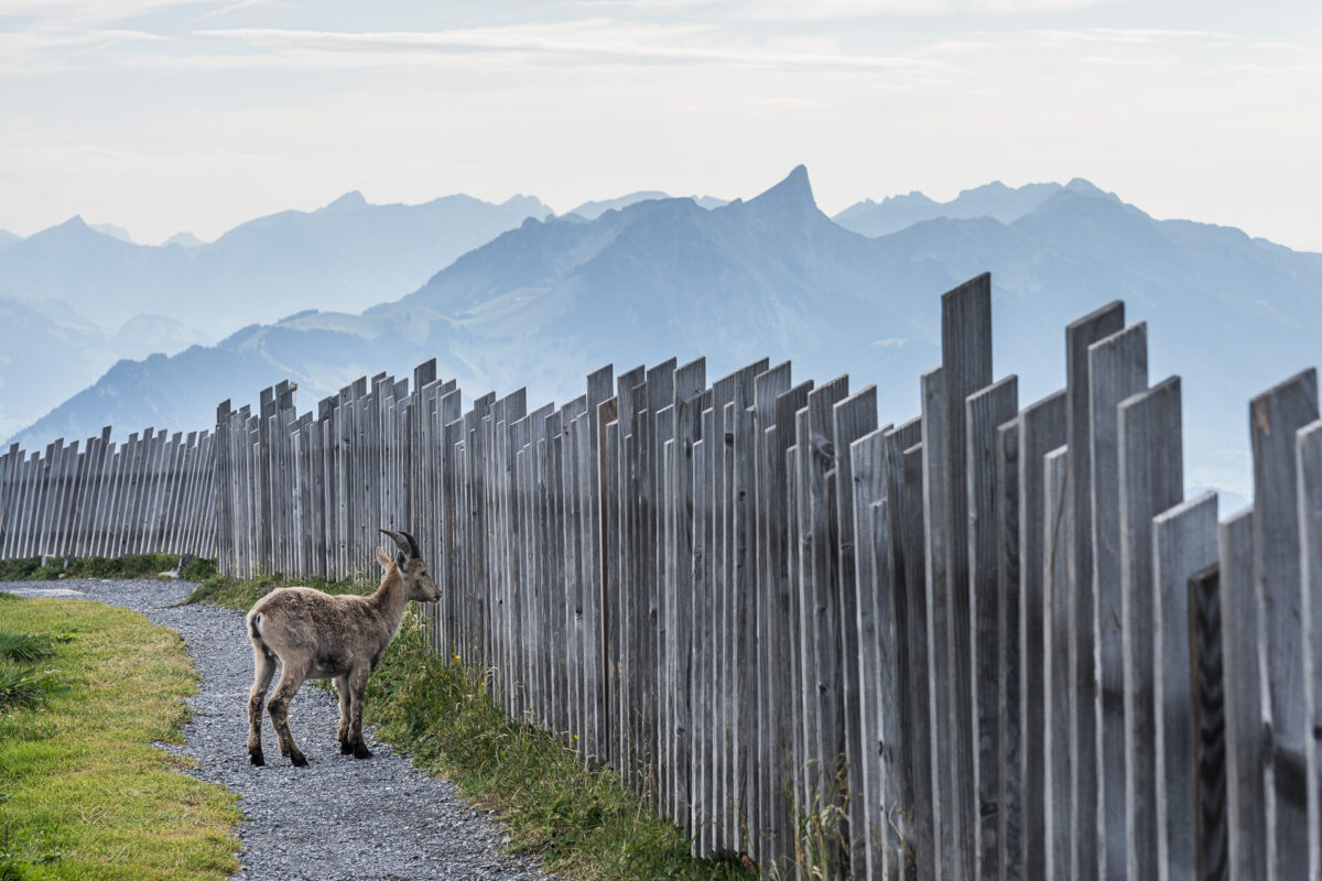 Junger Steinbock auf dem Niederhorn