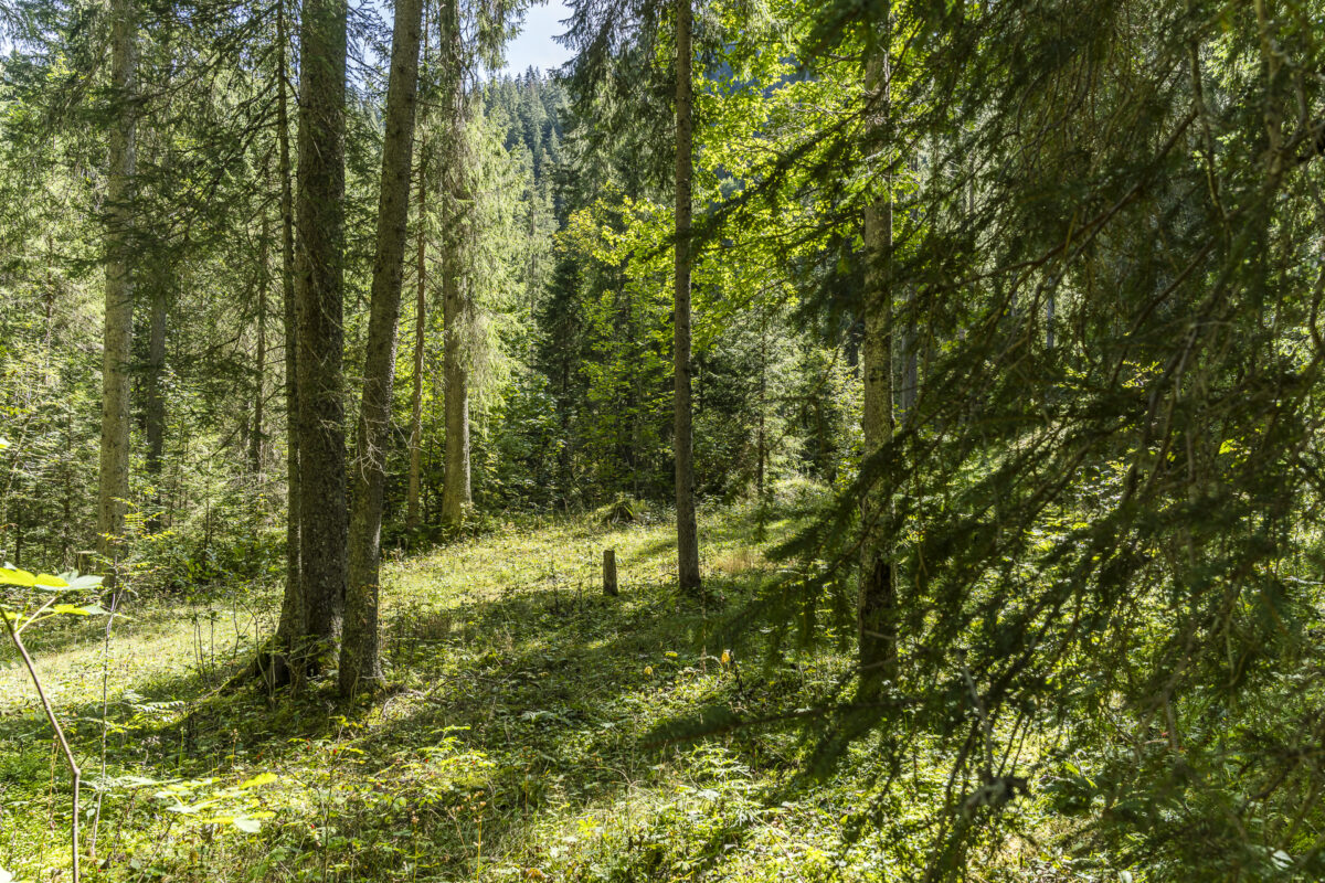 Wald auf der Grimmialp